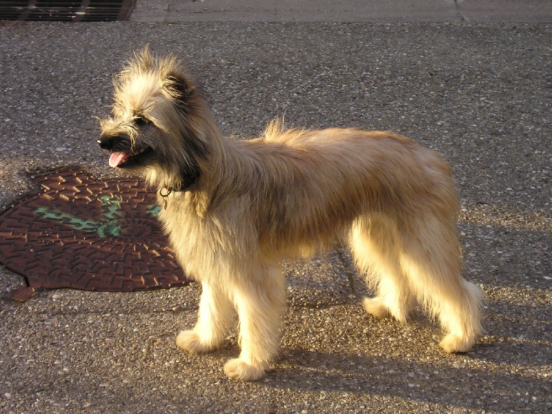 Uxane de la Roche au Blaireau