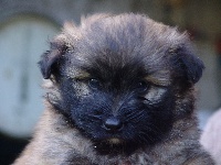 CHIOT