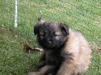 CHIOT