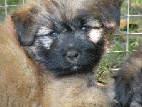 CHIOT